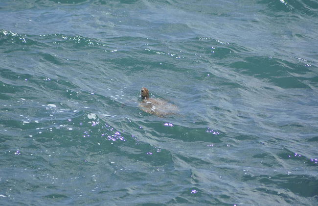 Sandboarding, Offroading, Turtle-Watching in Boa Vista's West Coast - Foto 2