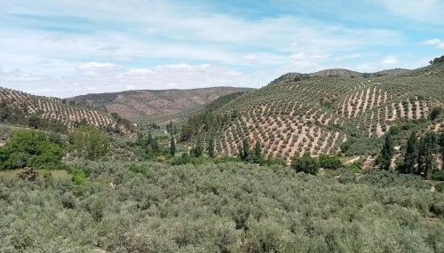 El Almendro de la Tia Teresa - Foto 1