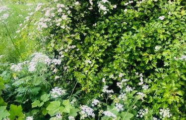 Haus Horizont - Foto 39