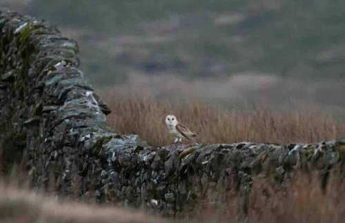 Kingsdale Head Cottage - Photo 8