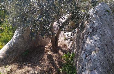 Apartment Vuletic, Ždrelac Pašman - Foto 37