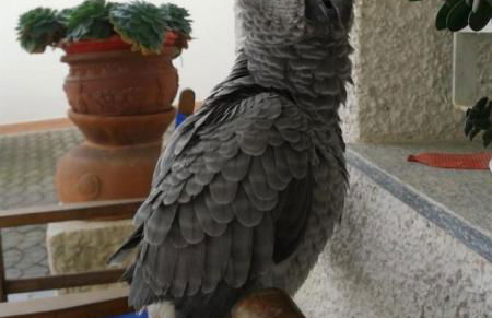 Agriturismo Monte Acuto - natura, mare & relax in piscina - Foto 25