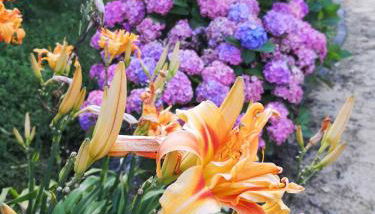 Quinta das Águias - Foto 2, Garden, Garden view