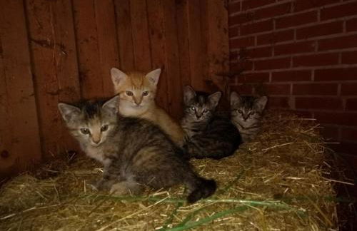 Mühlenbach Kotten- Bauernhofurlaub mit Hund und Pferd - Foto 20