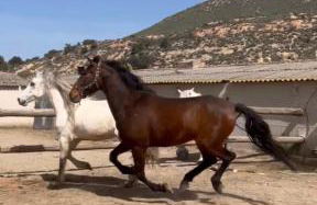 MAS MIRONO - Foto 11