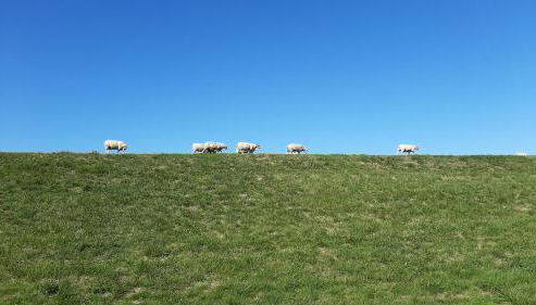 FeWo-Butze 1 Dornumersiel - Foto 5