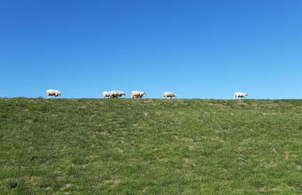 FeWo-Butze 1 Dornumersiel - Foto 5