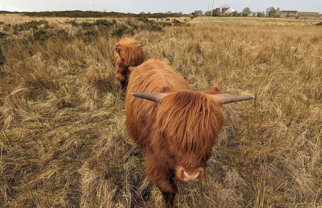 Cozy Cabin Retreat in Halkirk - Foto 13