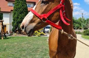 Ranczo Popowice - Foto 25