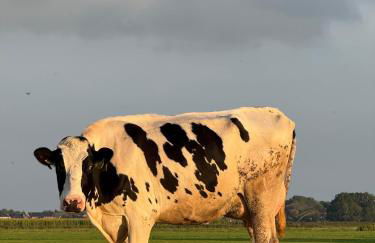 Ferienwohnung Deichblick - Nordseeurlaub in hochwertiger 140qm FeWo mit Garten im idyllischen Butjadingen - Foto 46