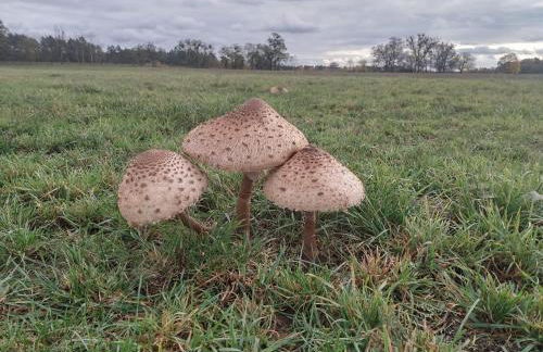 Ferienhaus Naturpur Chorin - Foto 60