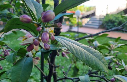 Apartmani ViVa - Foto 45