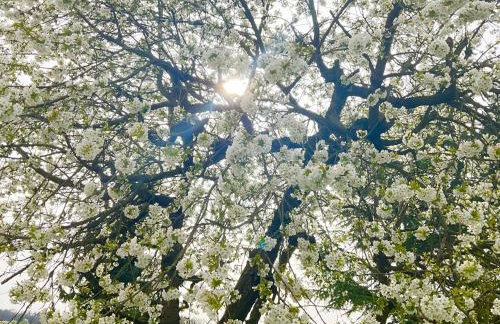 Wohlfühloase Ermreuth - Photo 43