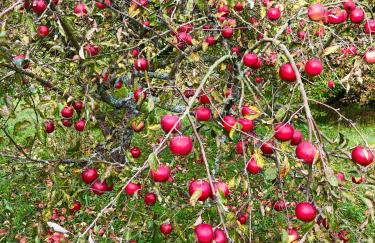 Apple Tree House - Foto 44