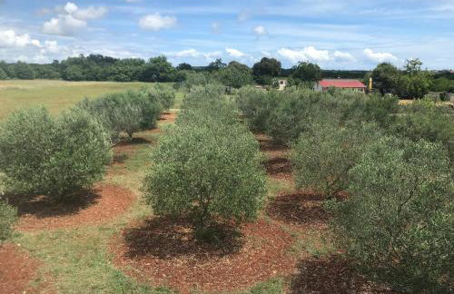 Villa Lydia - Foto 5