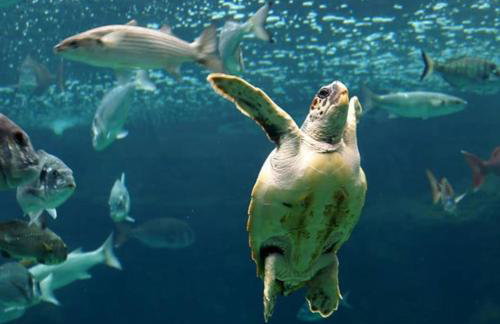 Traditional stone house camari - Foto 26