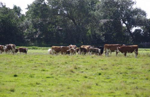 Bauernhof Südfrersbüll - Foto 12