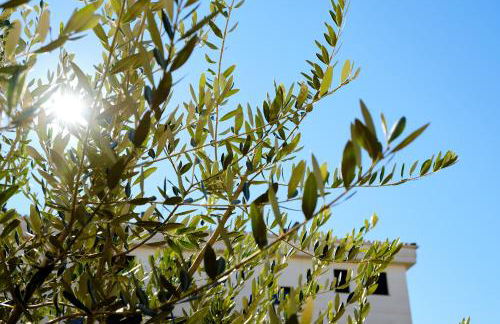 V010 - MILENIUM - Roses - Foto 35