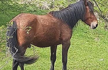 La casa di Amelia - Foto 46