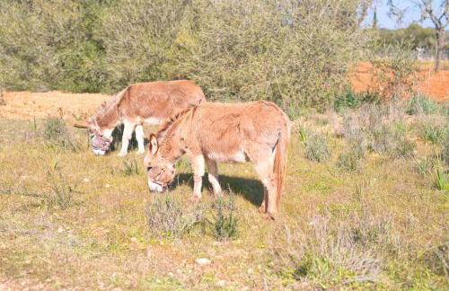 Finca Can Puput Bó - Foto 23