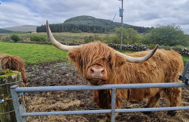 Visite de Braveheart - Montagnes, Lochs, Châteaux et Champs de Bataille - Photo 23