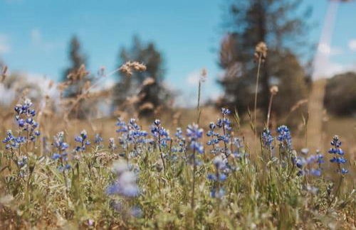 Spacious 4-bedroom cabin on secluded private land - Foto 30