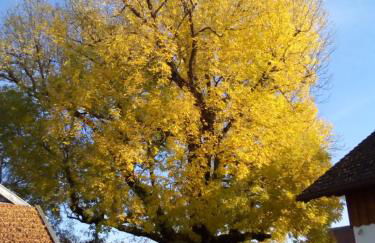 In den Wiesen - Foto 22