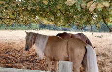 Denham Mount - Photo 60