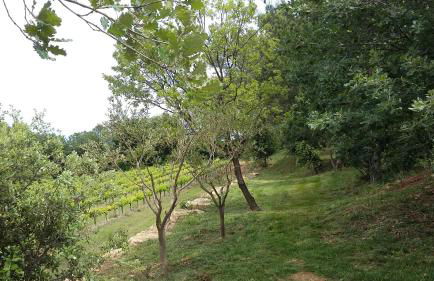 Gites Les Chrisalies - Foto 10