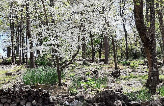 Cherokee mountain log cabin resort - Foto 48