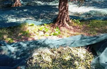 Agriturismo Circugnano - Foto 23