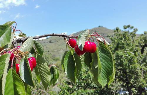 La terra dei ciliegi tra l'Etna e il mare di Taormina - Foto 18