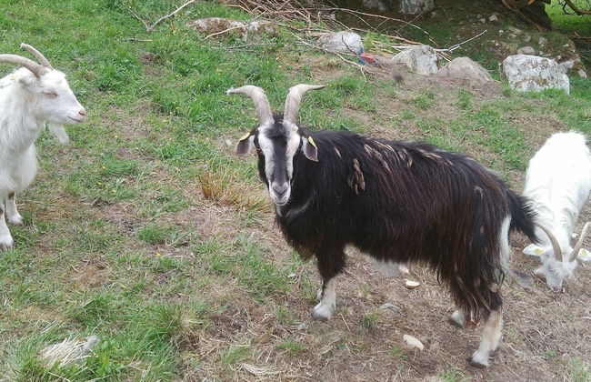 8 Person Holiday Home in Uggdal - Foto 31