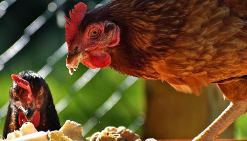 Charming 2-Bed Cabin in Domfront-en-Poiraie - Foto 2