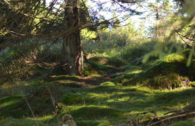 Sonniges Dachgeschoss-refugium, Wildemann - Foto 23