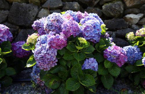 Villa Capelinhos - Foto 40