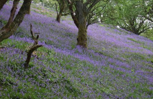 3-Bed Cottage Near Lake Vyrnwy Garden & PetsOk - Foto 23