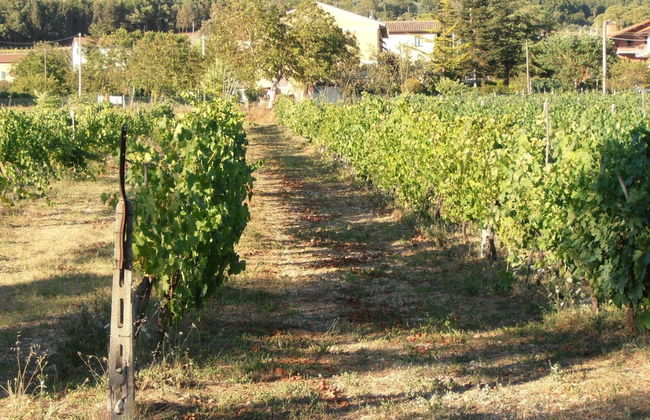 Agriturismo Ponte di Riocchio - Photo 39