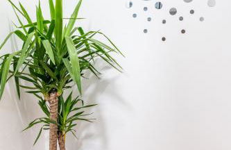 SV2A-Location - Foto 50