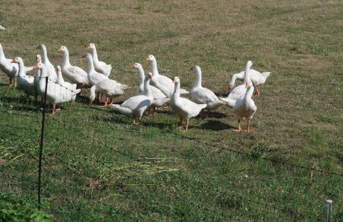 Kleine Flucht Nossentin - Foto 13