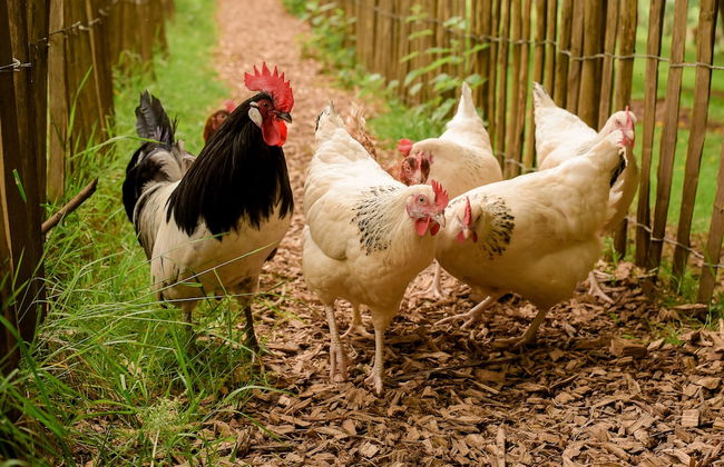 Nengshof - Haus Ehrenpreis - Foto 29