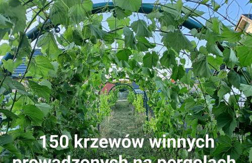 Winnica Zatorska - Foto 7