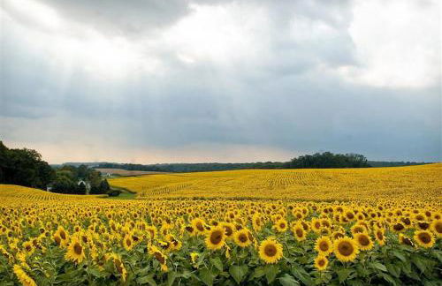 SoMD Diamond House - Foto 6