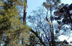 Chácara do Sapé - Foto 23