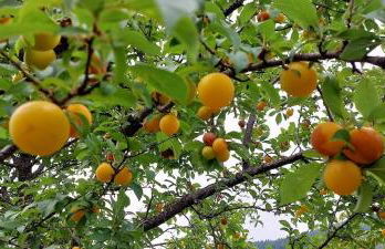 A Casa da Rapariga de Cabelo Azul - Foto 18