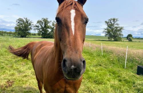 Am Storchennest - Foto 20