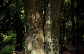 Dom na Podlasiu - Foto 45