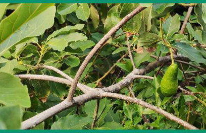 Kampos View Ikaria - Photo 17