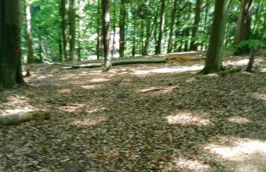 Agroturystyka Leśna Ostoja Borek - Foto 11