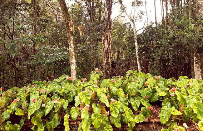 Casa Jade - Photo 26